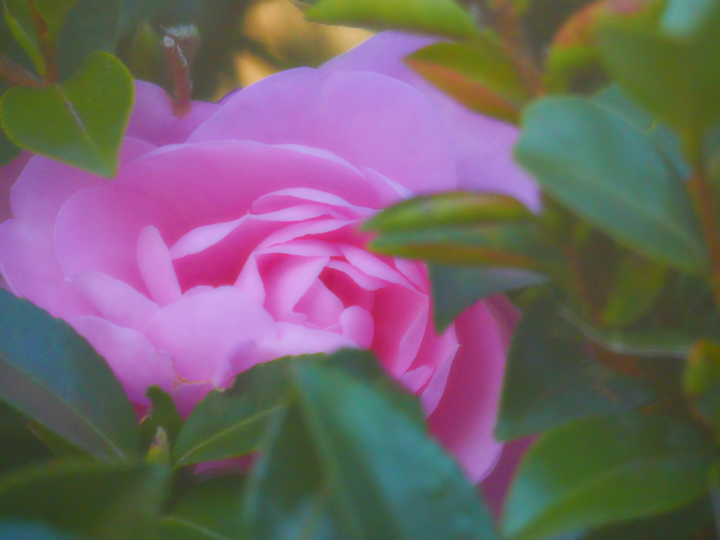 ぎゅうぎゅう　桃色