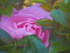 ぎゅうぎゅう　桃色