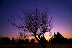 朝に焼ける樹木