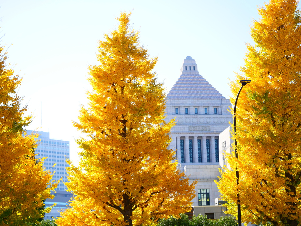 銀杏の合間