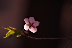桜一輪