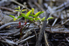 植物はヘコタレナイ