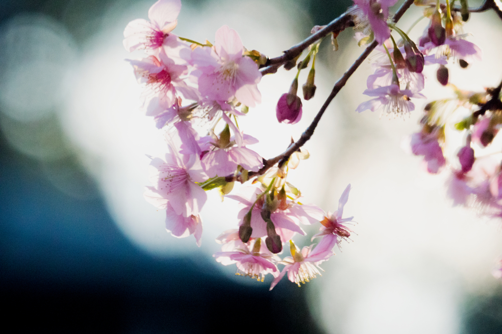 木漏れ日に咲く