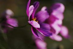 晩秋のコスモス