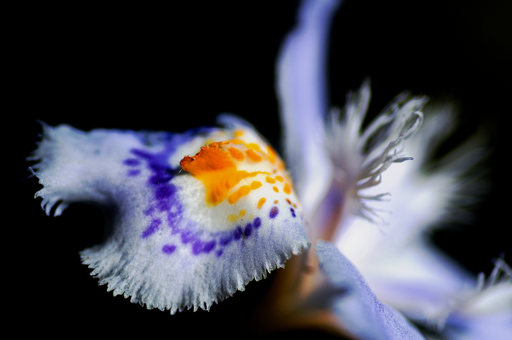 花びら広がる宇宙