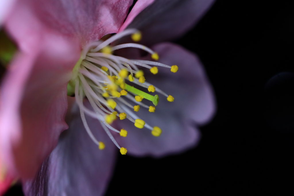 一輪夜桜