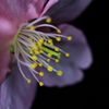 一輪夜桜