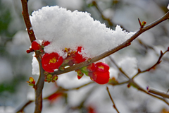 雪とボケ 雪とボケ