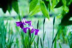 本土寺ー３　菖蒲池はまだ