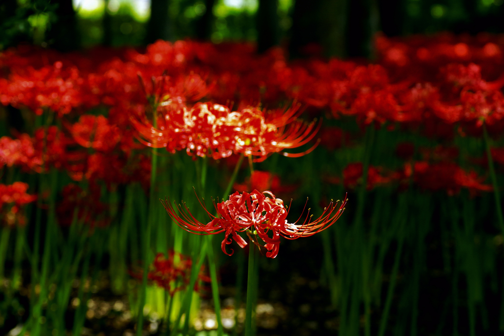 _IMG9560f