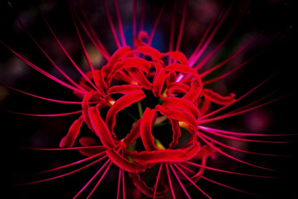 花火