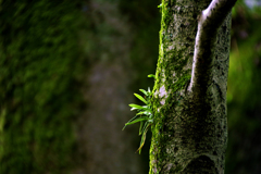 本土寺ー９　苔生す樹木