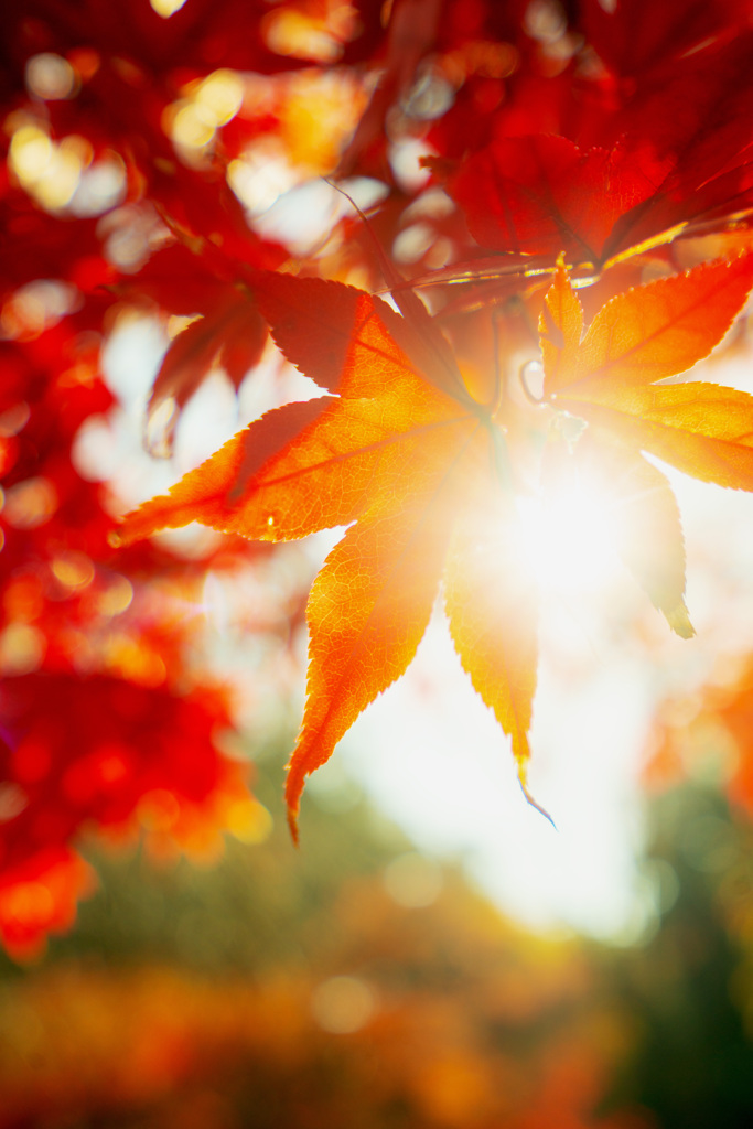 朝陽と紅葉