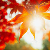 朝陽と紅葉