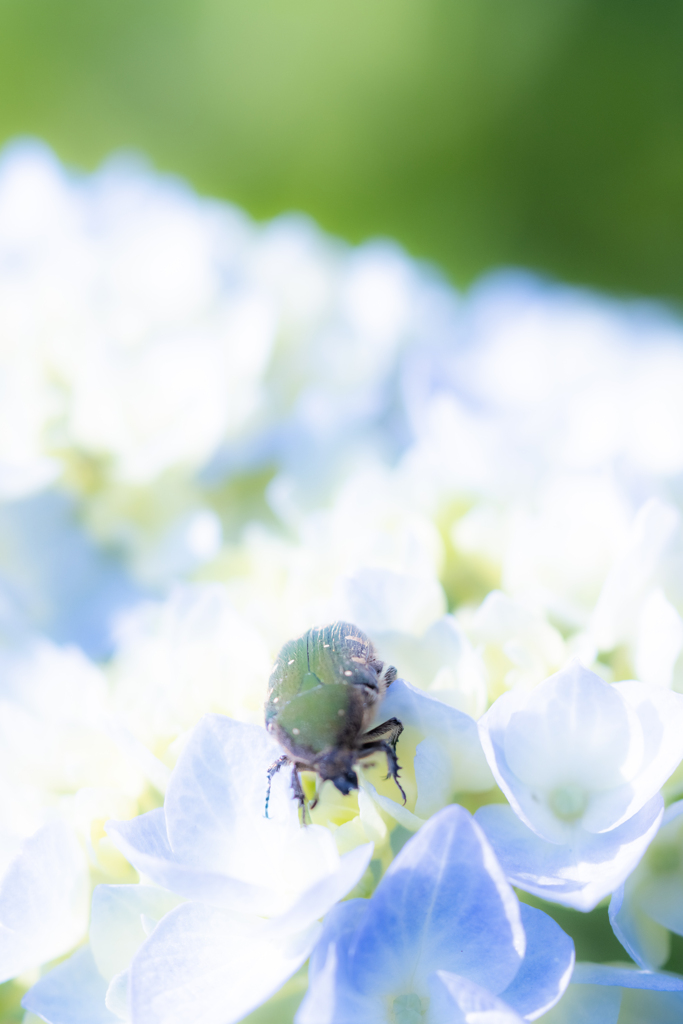 花超えて