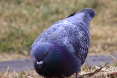 近寄るハト