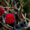 早春の紅