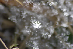 雪の花（結晶）