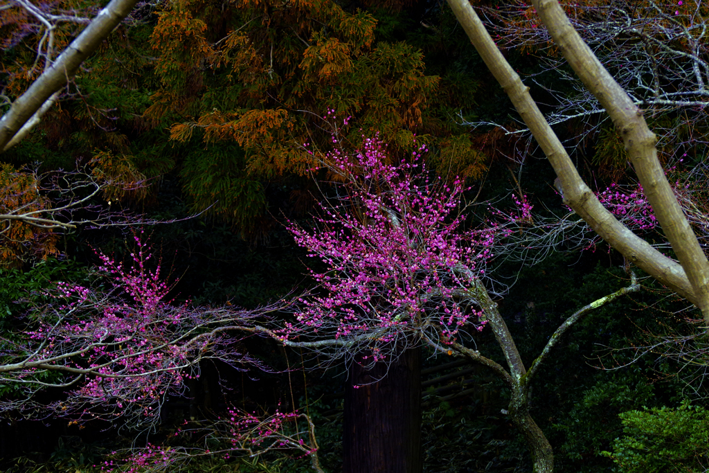 紅梅に杉林　美しいｽｷﾞ花粉