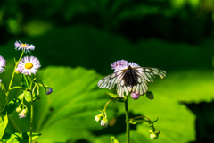 _DSC4531A