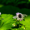 _DSC4531A