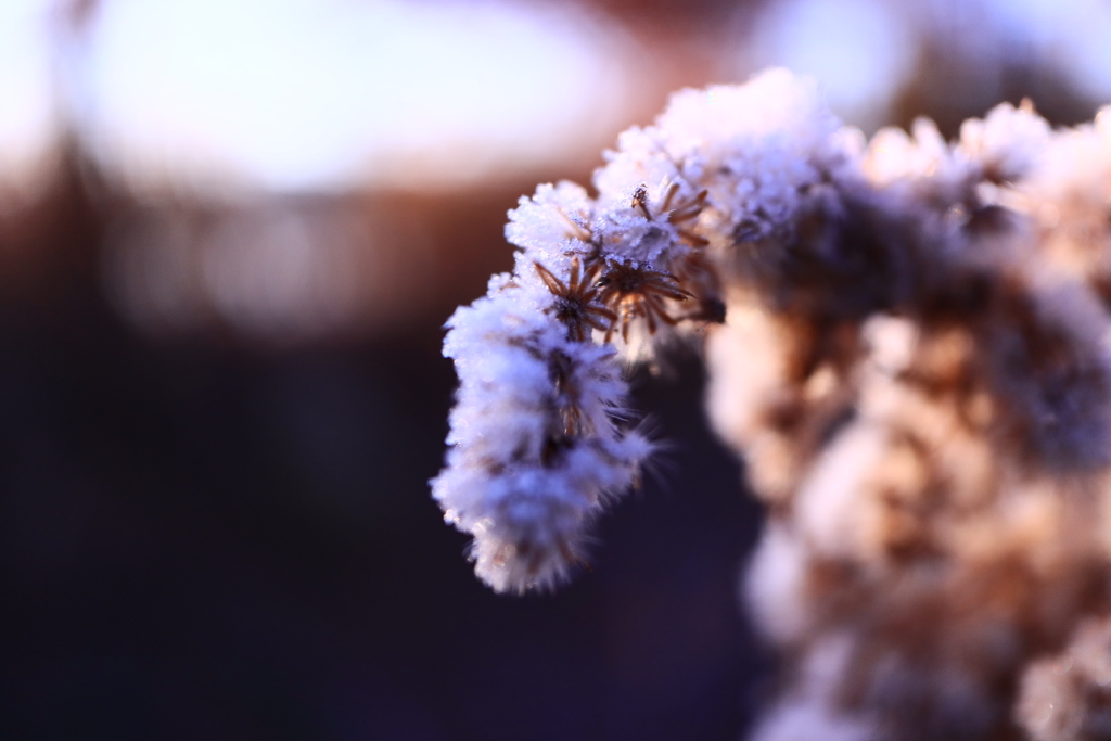 霜の花