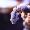 霜の花