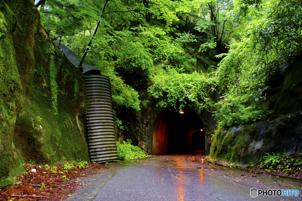 緑に埋もれる隧道
