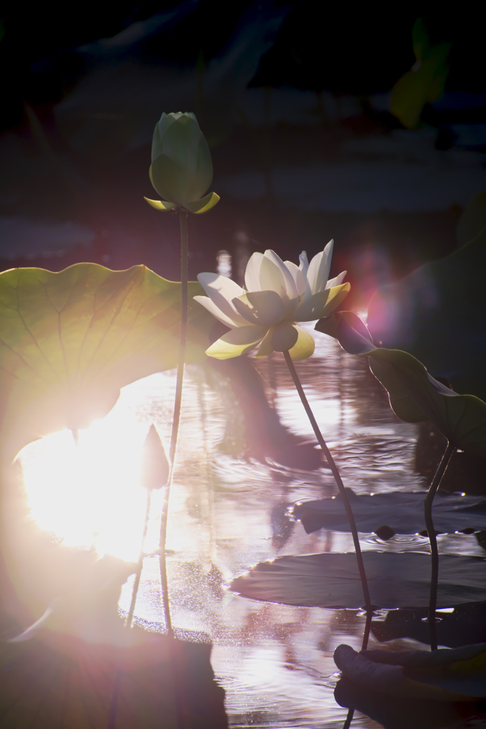白蓮-Ⅱ
