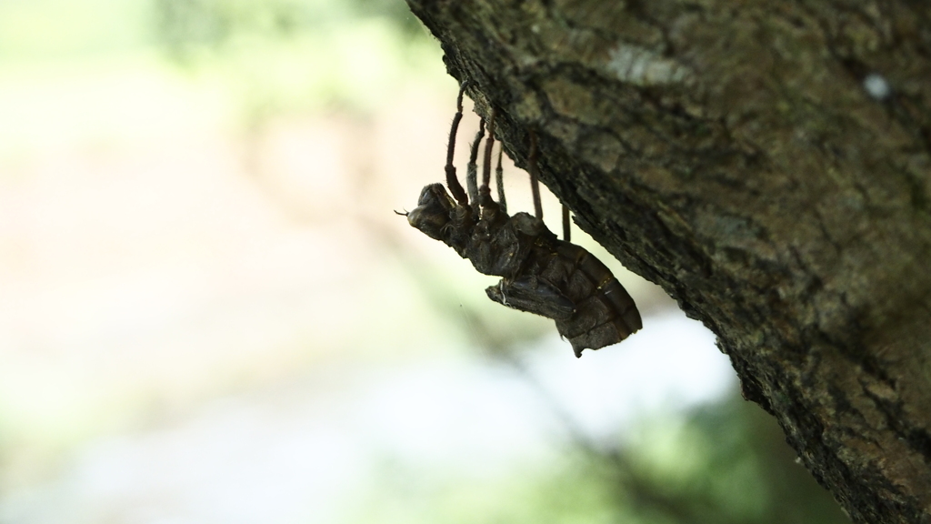 ヤゴの脱皮
