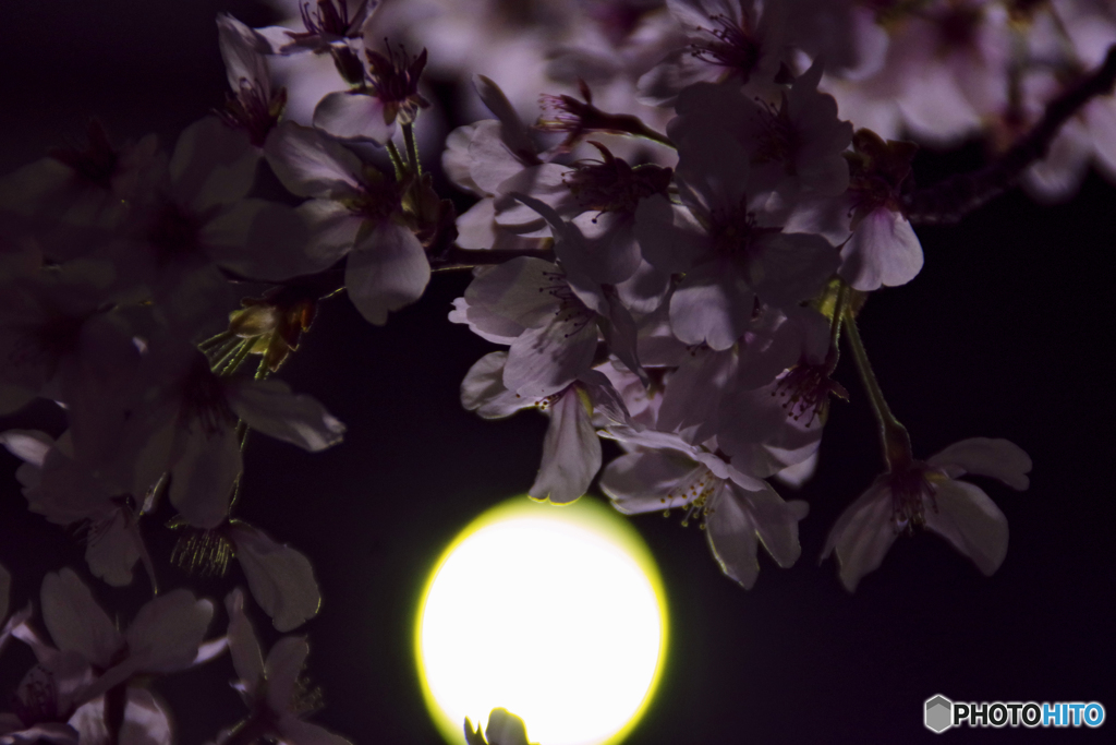 夜の桜