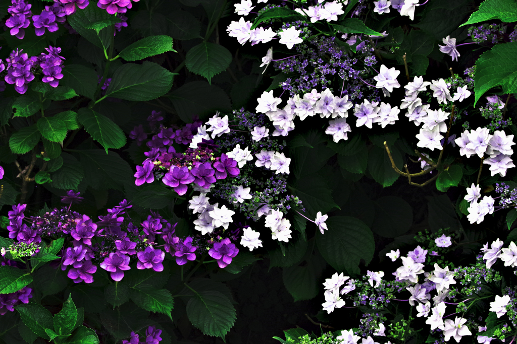 紫陽花の花　色違い＆設定間違い