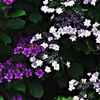 紫陽花の花　色違い＆設定間違い