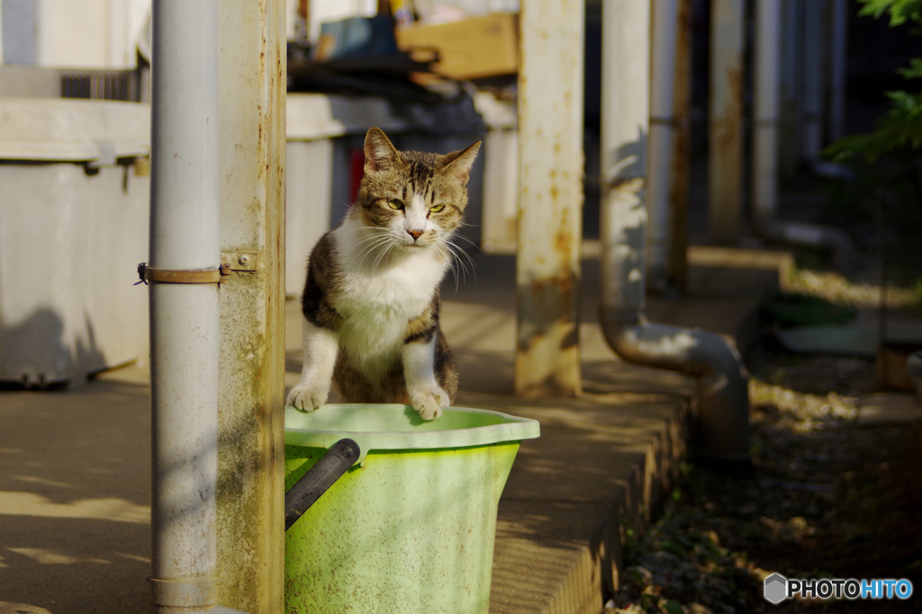 ご近所猫の子　バケツのお立ち台