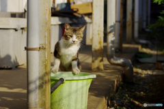 ご近所猫の子　バケツのお立ち台