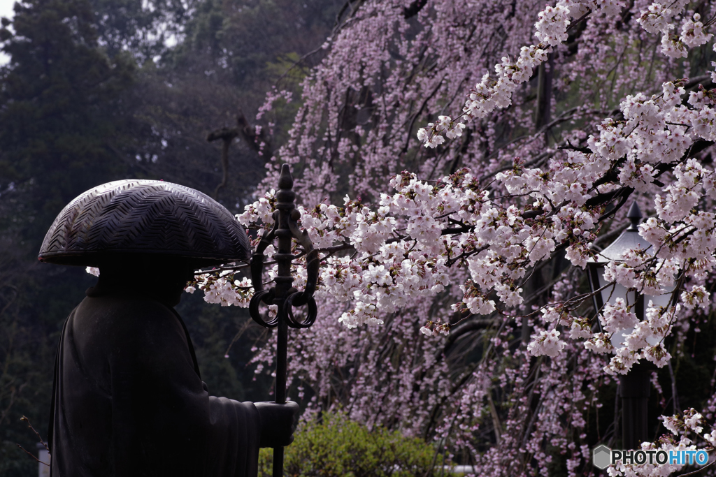 弘法大師のお花見