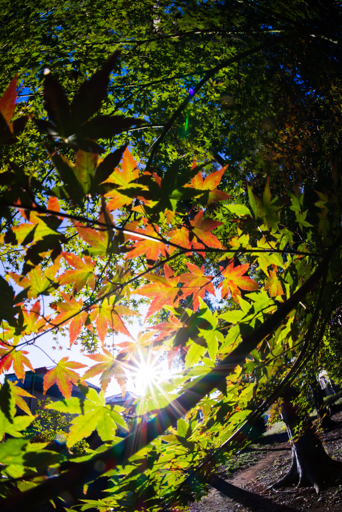 チョビ紅葉