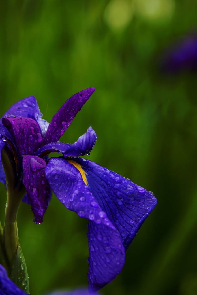 花菖蒲