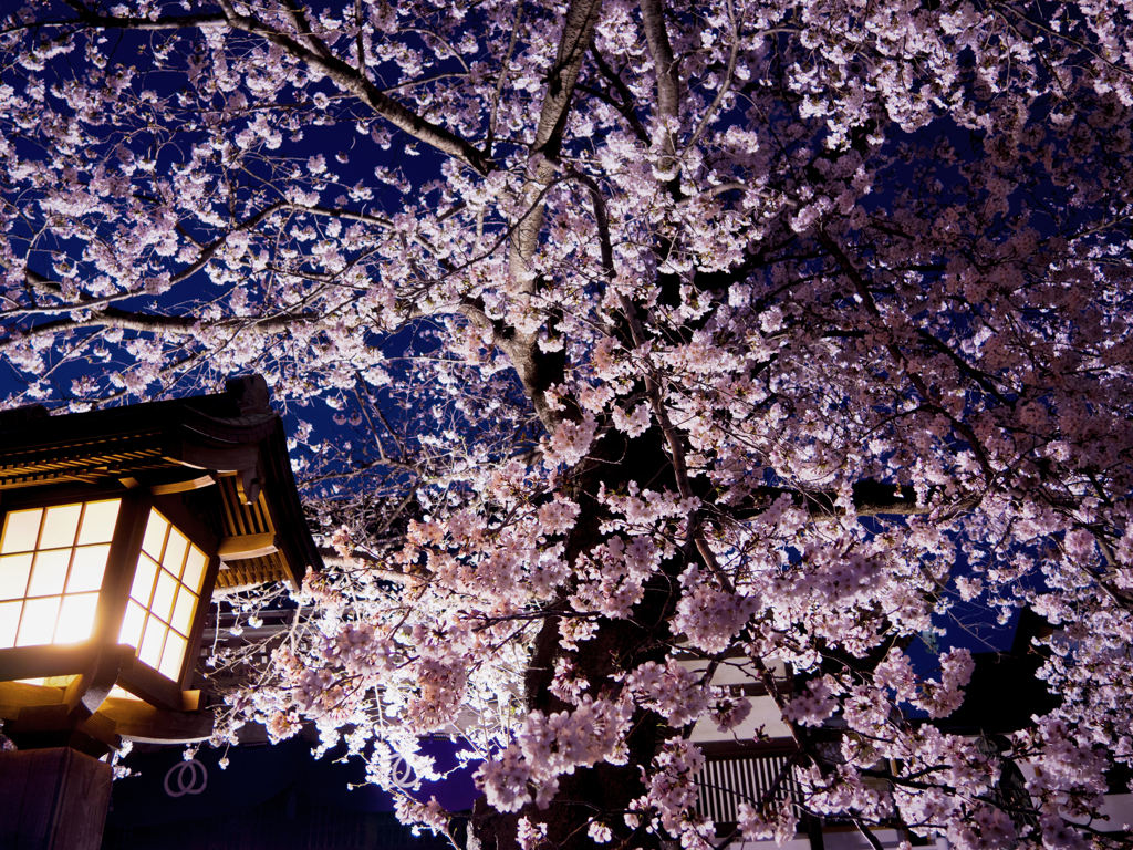 見上げれば桜