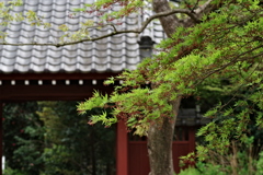 IMGP9354