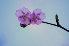 桜だより