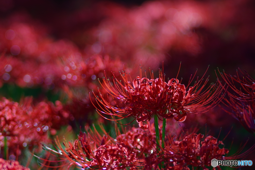 曼珠沙華　紅蓮