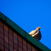 鳩胸