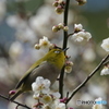 梅とメジロ