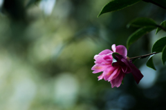 山茶花の季節