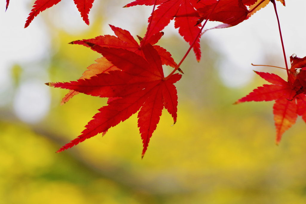 紅と黄