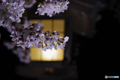 夜桜・灯籠