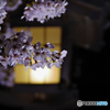 夜桜・灯籠