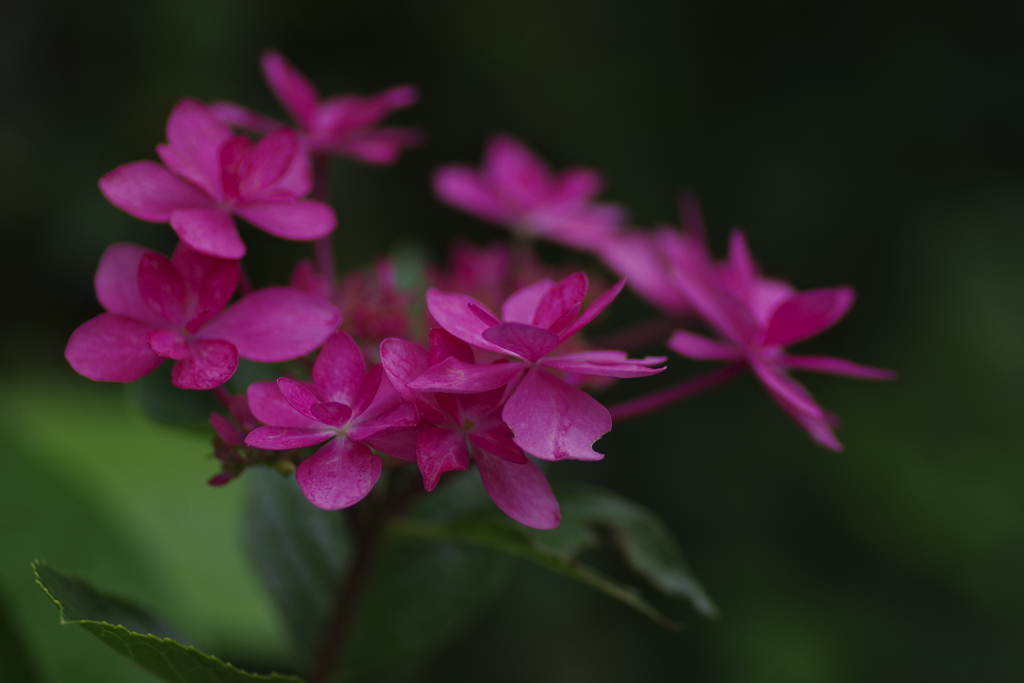 今年最後の紫陽花