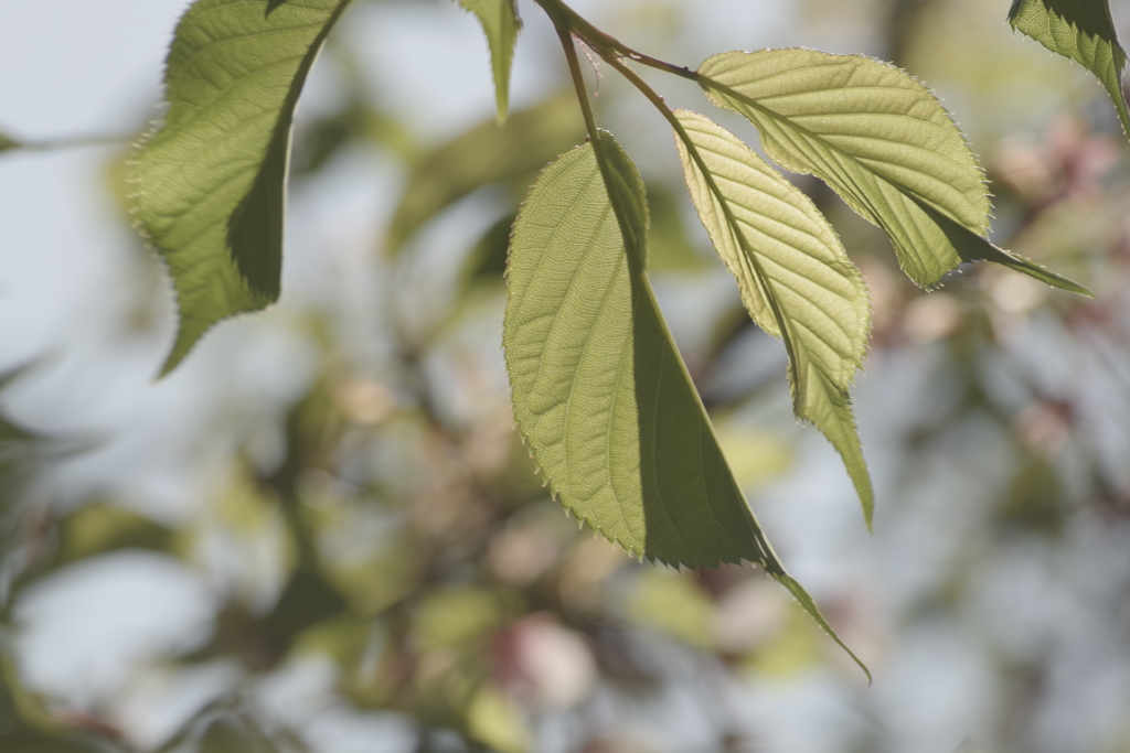 葉桜